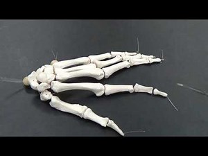 Hand Bone Anatomy