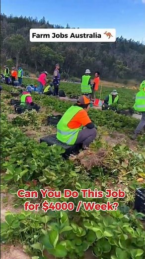 Farm Jobs In Australia | Make $4000 a week 🇦🇺