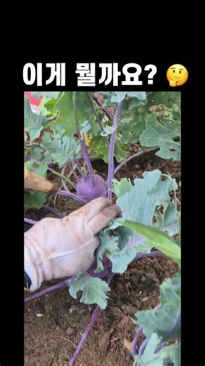 이게 뭘까요? 콜라비 수확하는 날! 직접 뽑아봤습니다