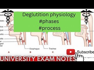 deglutition physiology/process of swallowing of food(‪@medicoscontent3135‬)