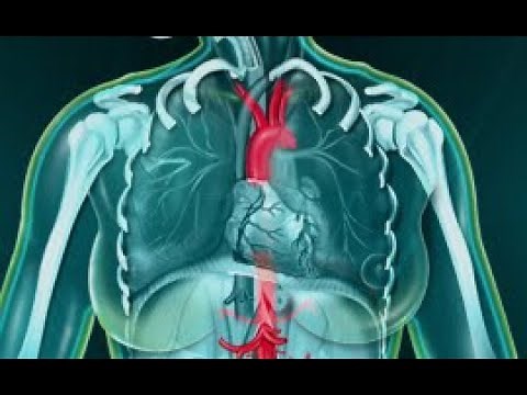 ANATOMIE FMPM L'AORTE THORACIQUE