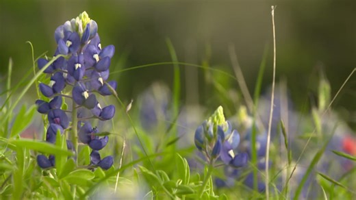 Blue Bonnet season arrives early, find out where to see them