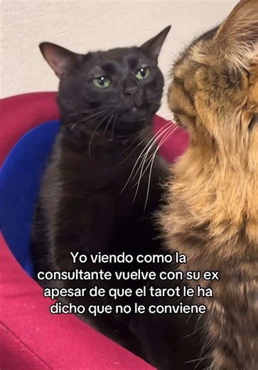 No se preocupen, les leere las veces que sean necesarias 💗 Si necesitas tu lectura, agenda abierta 💌🔮 Lecturas personalizadas por DM ✨ #lecturadecartas #ex #fyp #gatitos #amor❤️