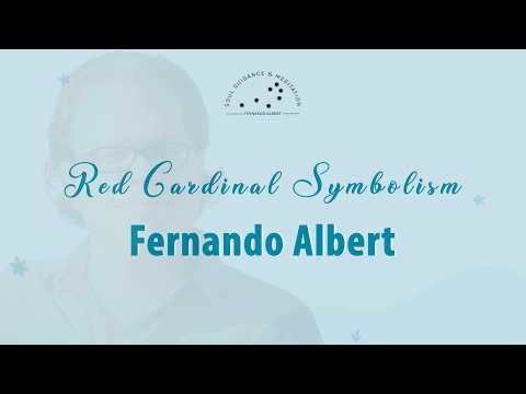 Red Cardinal Symbolism Explained | Loved Ones, Spirit, and Positive Signs
