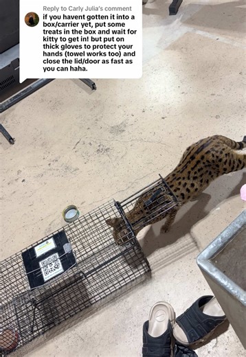 Rescuing a Savannah Cat: Updates from the Shelter