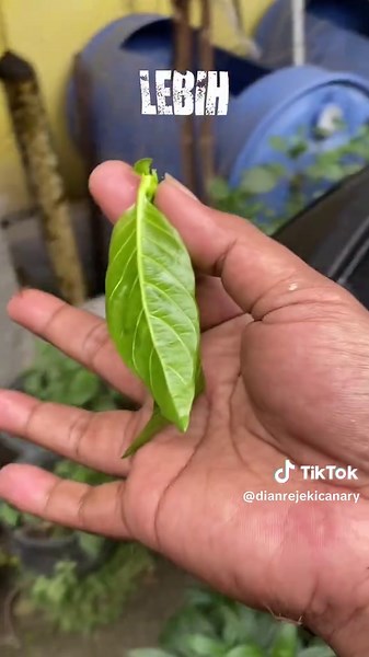 Dian DRC_Jogja on TikTok
