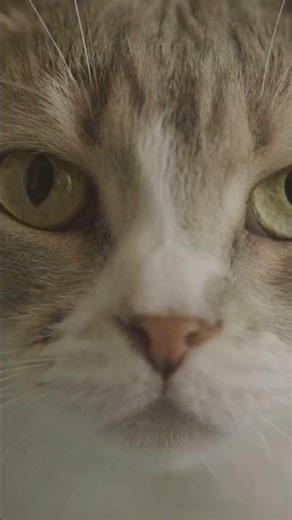 Le laser te fait rire ? Mon calvaire félin en 50s