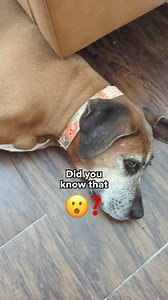 Heart disease in dogs is an umbrella term used to describe many different canine heart conditions which can have a variety of causes. To help you navigate heart disease in dogs, I define heart disease in dogs, explain how it relates to heart failure in dogs, uncover what abnormalities of the heart can lead to signs of heart disease, and share the three most common heart conditions in dogs. ➡️https://bit.ly/3UNmQxv | Dr. Buzby's ToeGrips for Dogs | Facebook