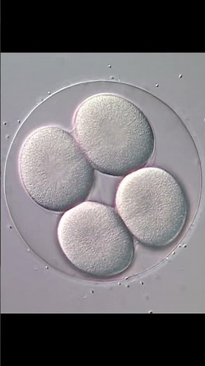 Echinoderm 2nd embryonic cleavage