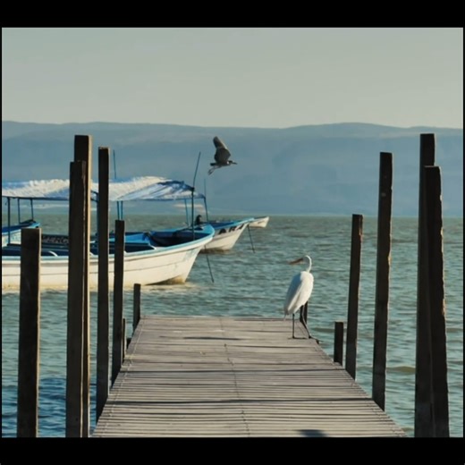 Nature’s Ocean Melody sleeping music, relaxing music#birds singing,😌😊