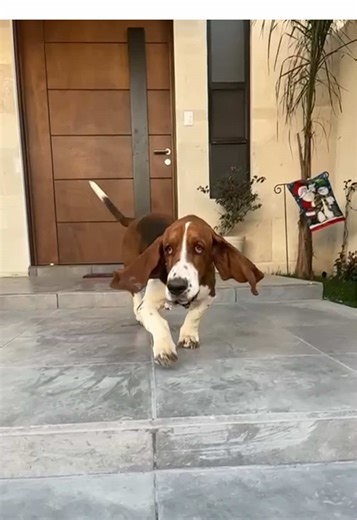 #fyp #bassethound #maximoff