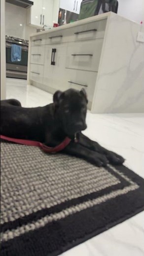 Cane Corso King