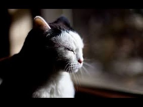 Mozart musique classique, Mozart Effect,Musique pour dormir paisiblement le bruit de l'eau qui coule