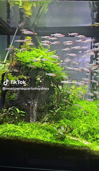 Discover the Beauty of Rummy Nose Tetra in Your Aquascape