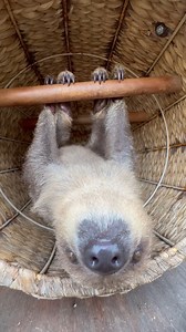 We caught this little sloth in action – slow and steady wins the cuteness race! | Dallas Zoo