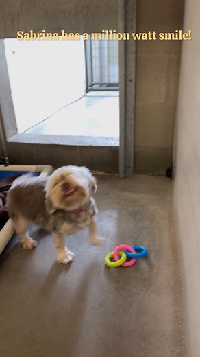 🌟 Meet Sabrina, our cheerful Havanese who just can’t help but flash a big ol’ grin every time someone visits her kennel! Her infectious smile is guaranteed to light up a million hearts. 💖 Whether she’s greeting volunteers or potential adopters, Sabrina’s joyous spirit is truly captivating. 🐾 If you’re looking for a furry companion whose happiness is contagious, Sabrina might just be the perfect match for you. Visit our website to learn more about her and how you can bring this smiling beauty