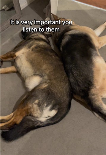 Benefits of Having Two Dogs