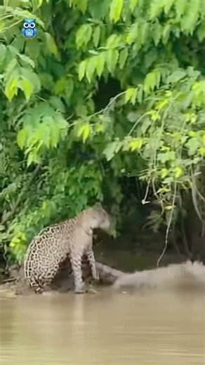 This Jaguar Didn't Expect What Was Waiting #anaconda #wildlife #shorts