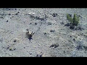 Texas Helicopter Hog Hunt ~ Grassy Knoll Enterprises