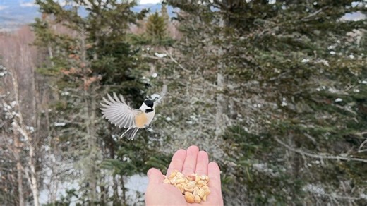 Hand feeding 🥜 a black-capped chickadee in Eustis 🏔️ Maine 🌲 on December 6, 2025, recorded in slow motion video 🤳🏻 🎵 "Humdrum And Humble" by Tears for Fears This is the end of the longer video I posted earlier this month, but I thought many of you might enjoy this as a brief reel. Here is a link to the full video: https://www.facebook.com/EustisMaine/videos/874888041886618 | Eustis Maine Scenery
