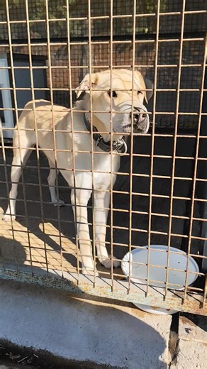 Mai kiemelt gazdi kereső kutyusunk: Rafi 💞 Három évig élt valahol, ahol annyit jelentett, hogy bele nőtt a lánc a nyakába, a húsába 😭....... Gondoljátok el, hogy fájhatott az neki 😢, de valahogy sikerült megszöknie ! Így került be a miskolci gyepmesteri telepre, ezzel élete megmenekült !! De ő ezek ellenére kedves, szereti ha simogatják, figyelmes , egy nagyon helyes kanocska! Csak úgy bújuk hizzád, hogy legalább egy kis időrevérezze, hogy szeretik!!! Kezdett kipendülni, de most nagyon le van