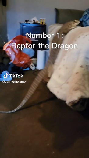 Top 3 Weirdest Pet Moments Caught on Camera