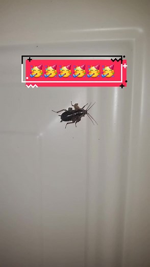 Best Workout Song: Roaches on the Wall (Pest Movie Soundtrack)