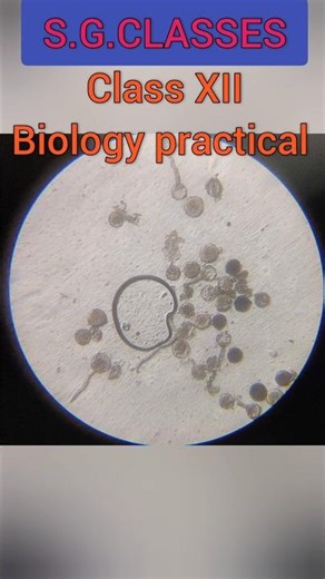 Pollen tube germination on a slide|Biology practical |Class XII #plantreproduction #botany #biology