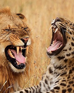 16K views · 123 reactions | 28 Moments Of Predators Savagely Challenging Their Prey Caught On Camera vs | Talent World | Facebook