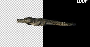 Crocodile - Alligator