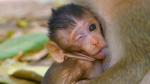 116K views · 1.3K reactions | O.M.G Million pity baby monkey Vero, What happen with Vero? Why his eye can't open like this? | Monkeys Buzz | Facebook