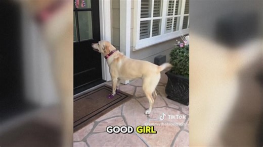 Dynamic dog's daily visits to neighbors 'never gets old'