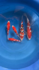 28K views · 883 reactions | 3 Sakai Kohaku , one beppu girin sanke and one Maruyama Kohaku all 5 koi is tosai born 2023 , very beautiful  | Barstow koi Farm | Facebook