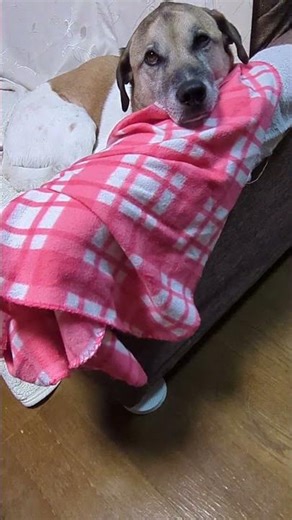 Chevy dog's jazz with Nemo and Snoopy #doglife