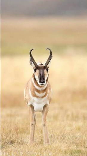 Pronghorn sound