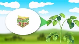 2D animation showing the internal structure of a plant