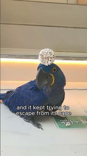 A parrot with severe separation anxiety.#shortvideo #save #parrot #birds #cute