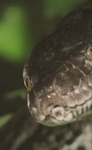 Python – The Silent Constrictor of the Wild