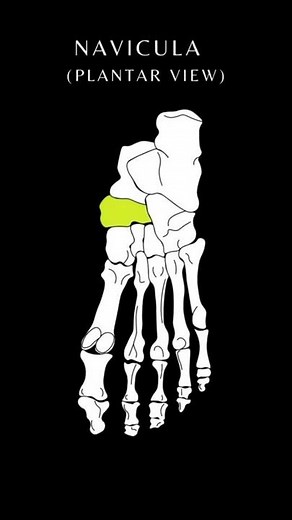 Bones of the Foot with Mnemonic | lower limb Anatomy and Physiology tutorial #anatomy #shorts