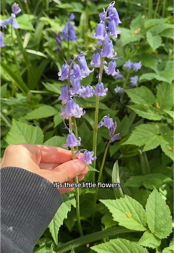 Discover the Beauty of Bluebells in Wildflower Foraging