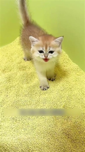 Owner Teach His Newborn Kitten How To Poop 🐱💩