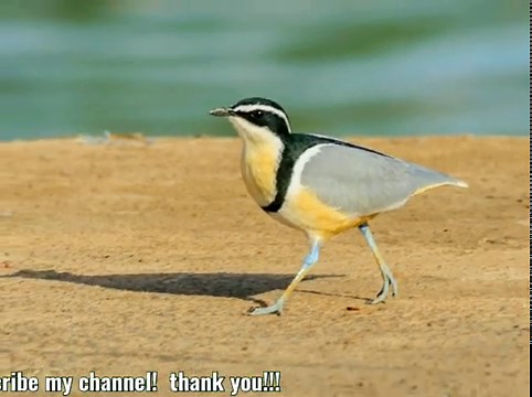 Egyptian plover also known as the crocodile bird, is a wader, the only member of the genus Pluvianus