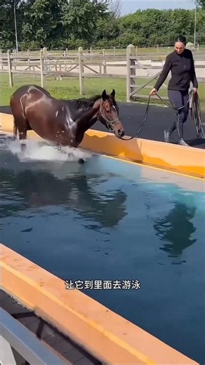 This Horse Swims Like A Shark🐴😱Building Wooden Log Cabin in Forest | Survival House Step by Step 237