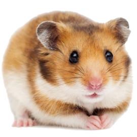 Hamster Latest Version for Android/iOS APK - TapTap