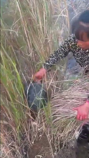 The process of catching a snapping turtle in the reed thicket