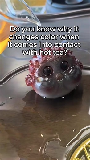 Cute and Puzzling Moments in Funny Videos