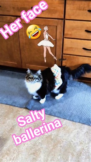 Lafonda hates her tutu 😭😂#cat #cute #shorts