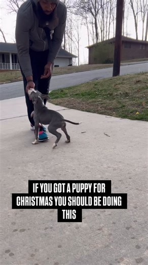 MK9 on Instagram: "Teaching your new puppy to follow a lure is VITAL 🐶✨ It builds focus, speeds up learning, and turns training into a fun game instead of a struggle. A simple treat = clear communication + faster results + a confident puppy. Train smarter from day one. #puppytrainingclass #dogtrainingtip #newpuppyparents #positivereinforcementtraining #forcefreetraining"