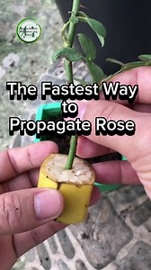 4.8K views · 134 reactions | Fastest Way to Propagate Rose #propagation #soilforplants #FertilizerTips #roses #rosepropagation #FertilizerTips #indoorplantstyling #plantsmakepeoplehappy #gardeningtips #garden | Mrs.Gardenerette Cultivation Plant Vlog | Facebook