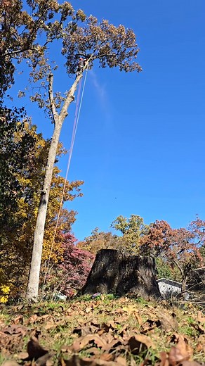 1.3K views · 17 reactions | Not only do we come out and assess trees...